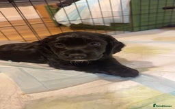 Cocker Spaniel dogs for sale: ‼️ONE GIRL LEFT‼️Working cocker spaniel puppies🐾 - Image 2