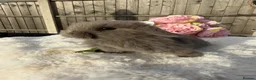 Mini Lop rabbits for sale: Gorgeous Mini Lops ready 22nd September - Advert 6
