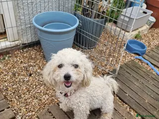 Poochon dogs Poochon - Advert 2