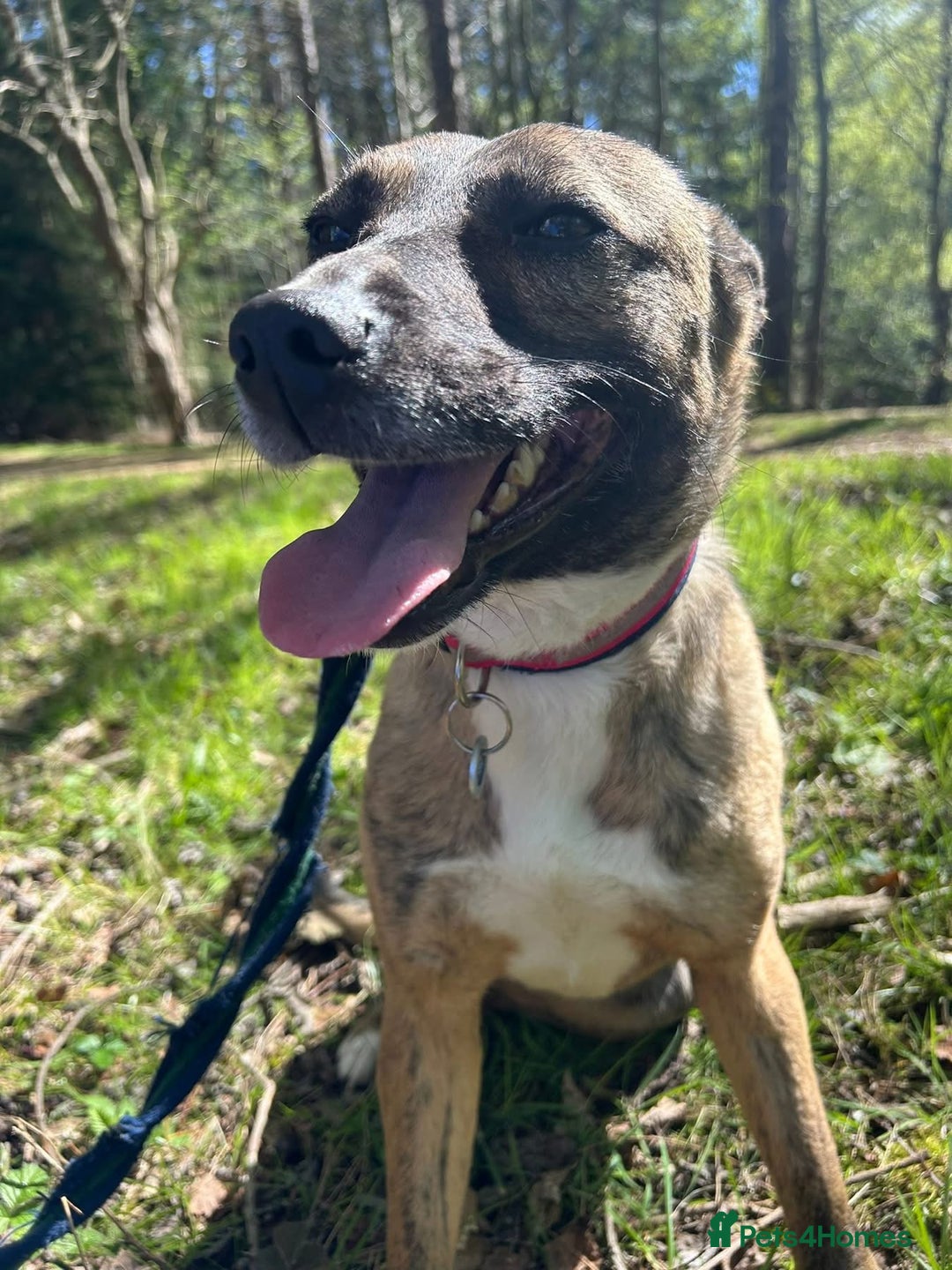 Mixed Breed dogs for adoption: Phoenix - Norwich Norfolk  - Image 16