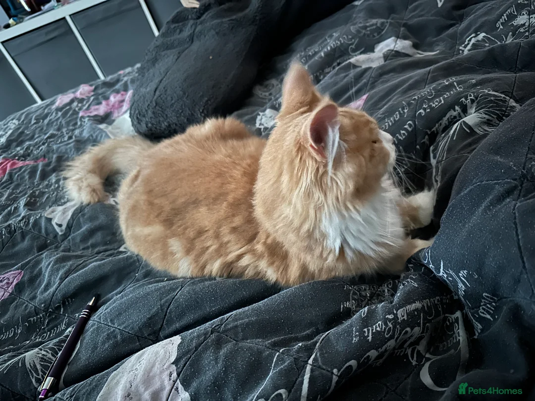 Maine Coon cats for sale: Xl mainecoon kittens full breed non reg  - Advert 16