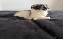 Scottish Fold cats for sale: Scottish Fold  - Image 4
