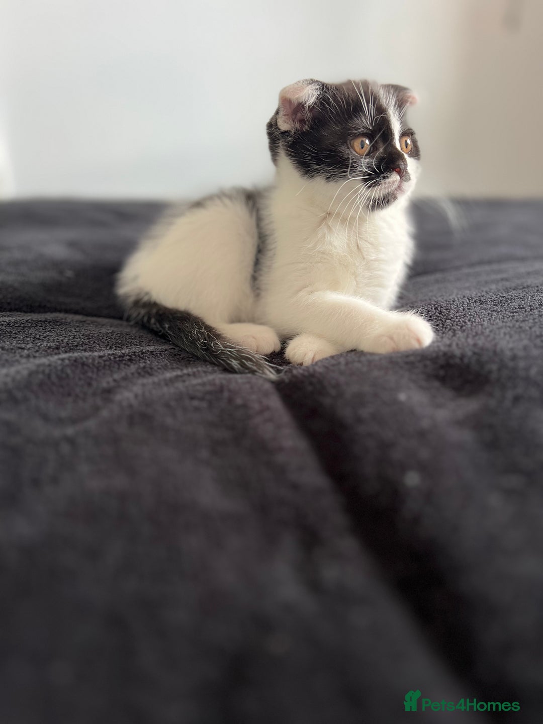 Scottish Fold cats for sale: Scottish Fold  - Image 4