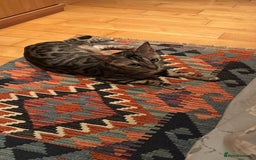 Mixed Breed cats for sale: URGENT: REHOMING NEEDED FOR MIXED BENGALS - Advert 1