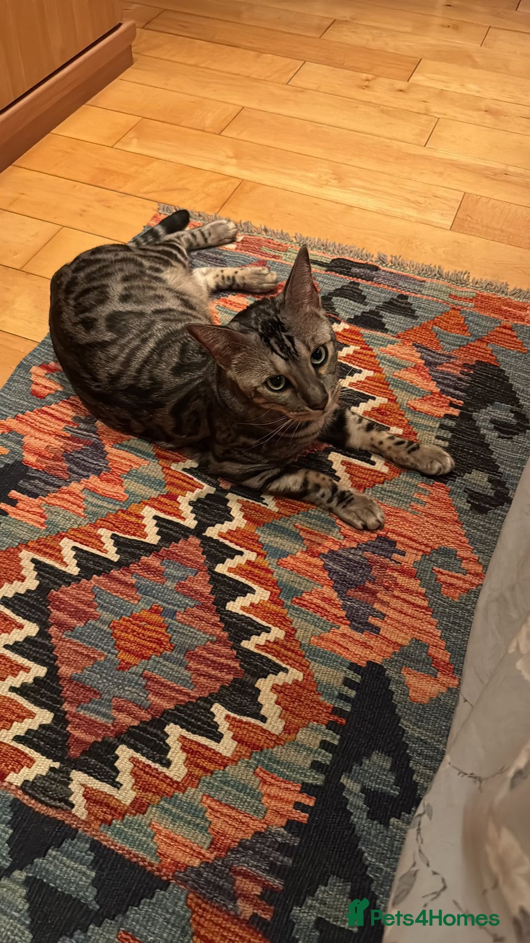 Mixed Breed cats for sale: URGENT: REHOMING NEEDED FOR MIXED BENGALS - Advert 1