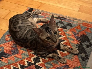 Mixed Breed cats for sale: URGENT: REHOMING NEEDED FOR MIXED BENGALS - Advert 1