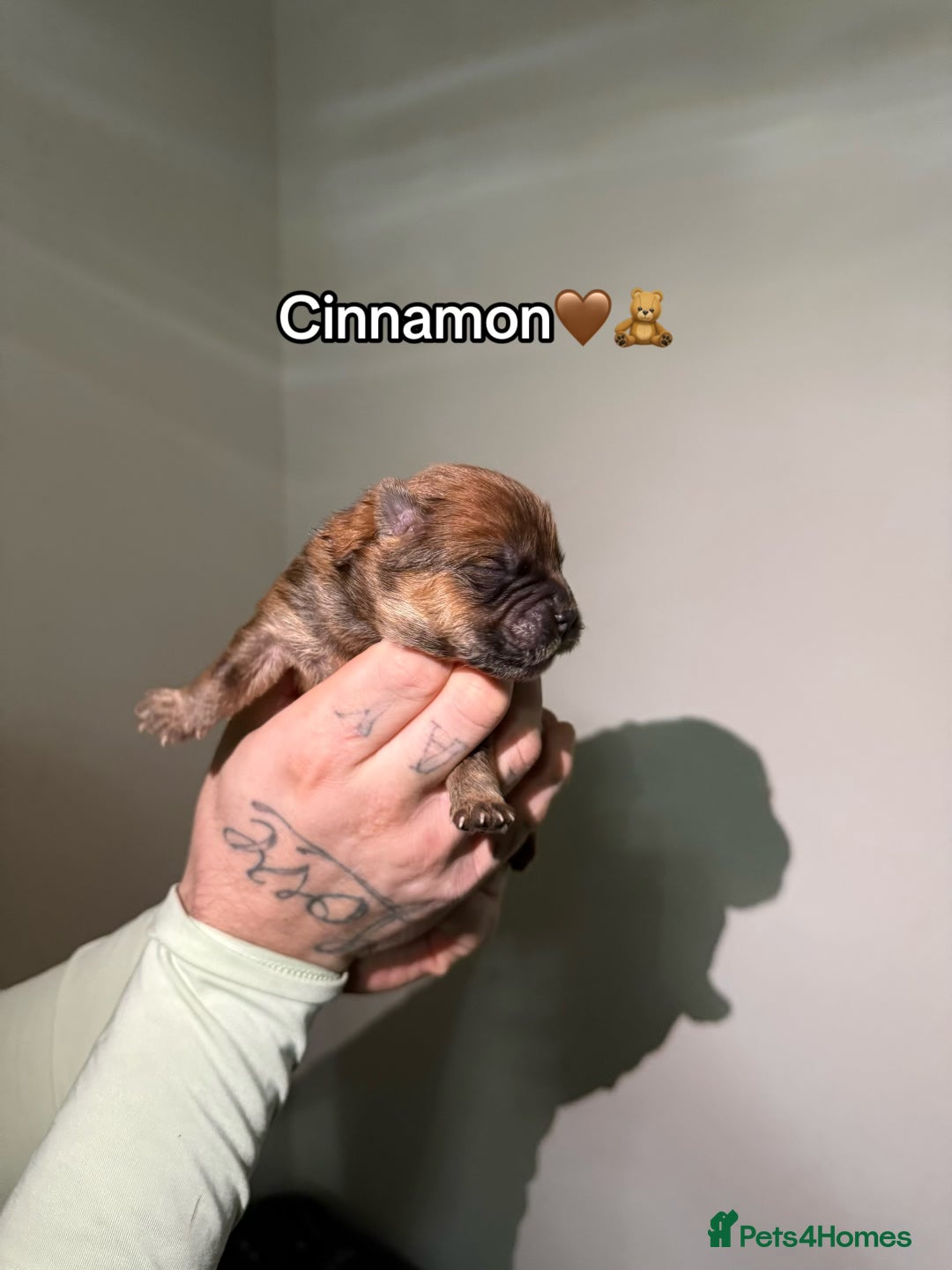 Chow Chow dogs for sale: 🍬Beautiful chow litter kc registered 🍬 - Advert 26