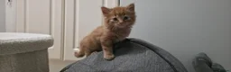 Mixed Breed cats for sale: 7 Adorable kittens ready for their furever home - Advert 30