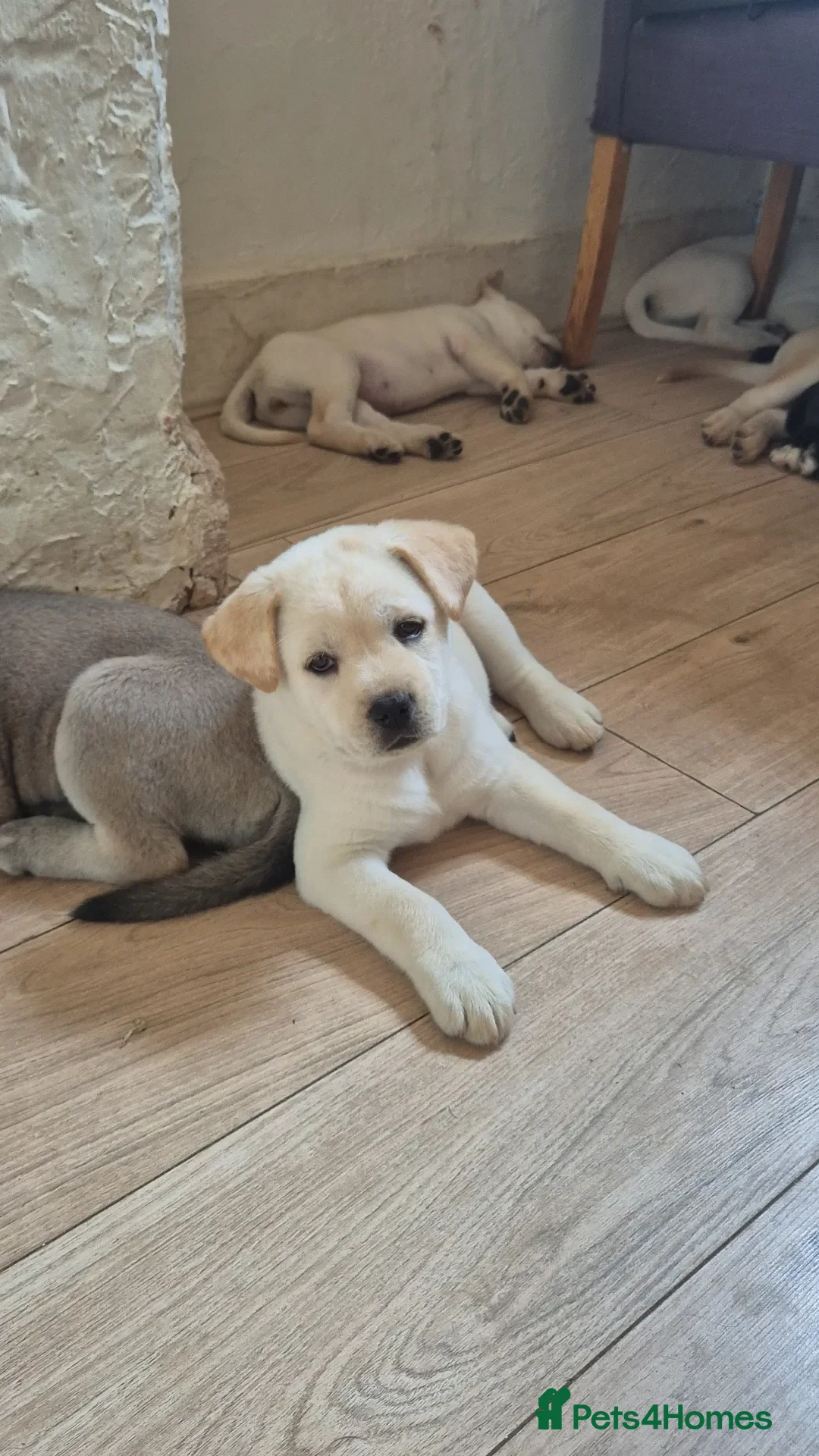 Mixed Breed dogs [6of12left]Rare Cane Corso x Husky royal canin fed - Advert 2