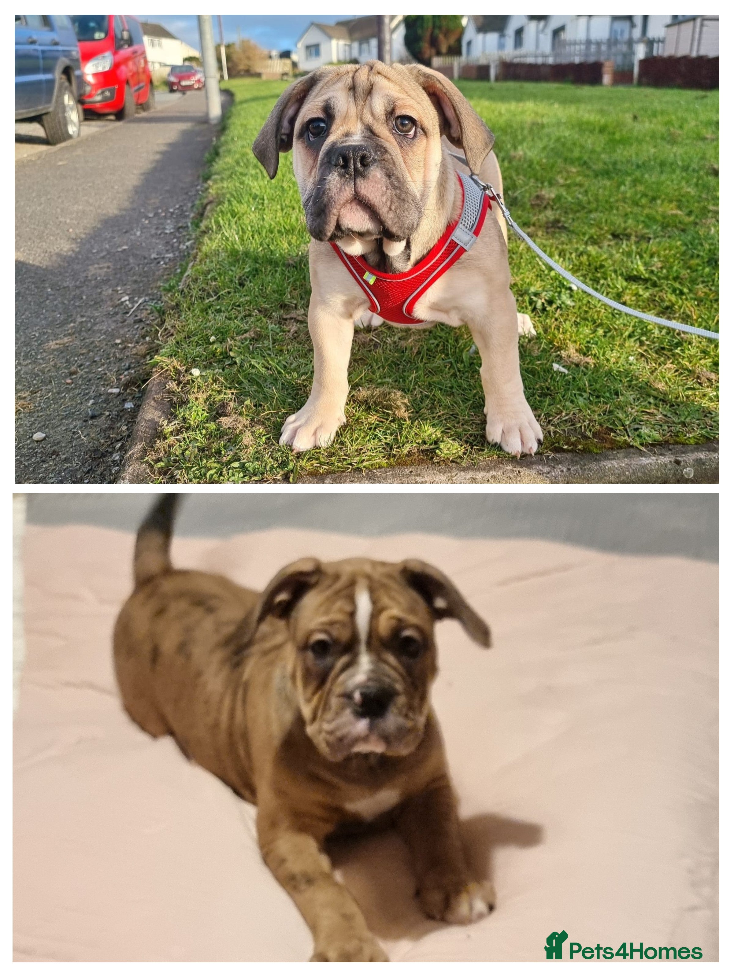 Olde English Bulldogge dogs Olde English bulldogge puppys - Advert 3