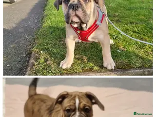 Olde English Bulldogge dogs Olde English bulldogge puppys - Advert 3
