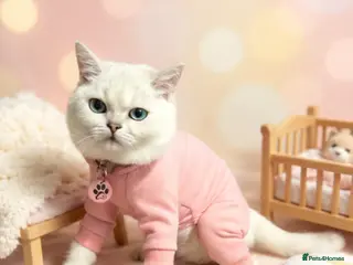 British Shorthair cats 8 Month Old Kitten For Sale - Advert 5