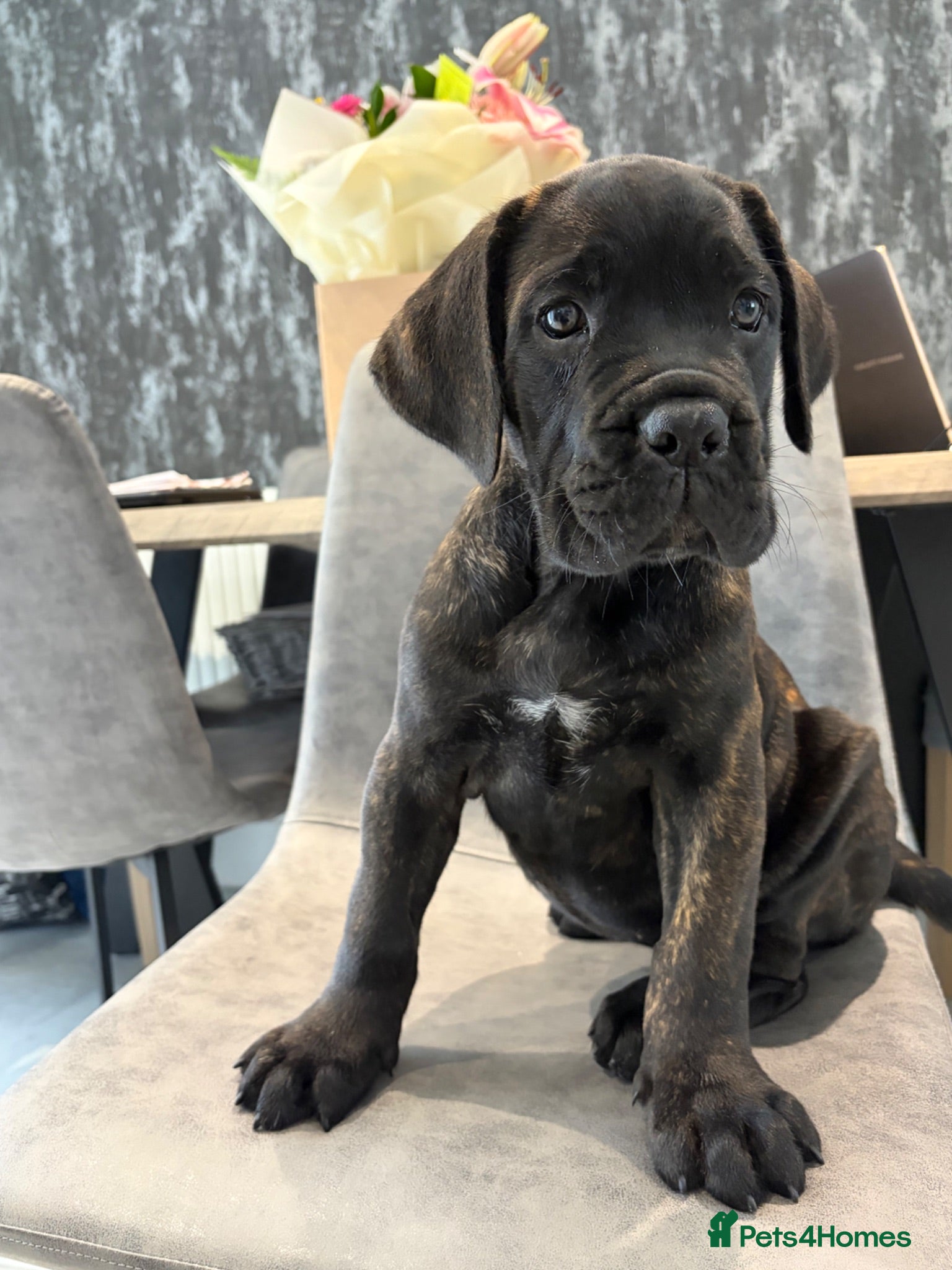 Cane Corso dogs Ready now exceptional Cane Corso puppies   - Advert 2