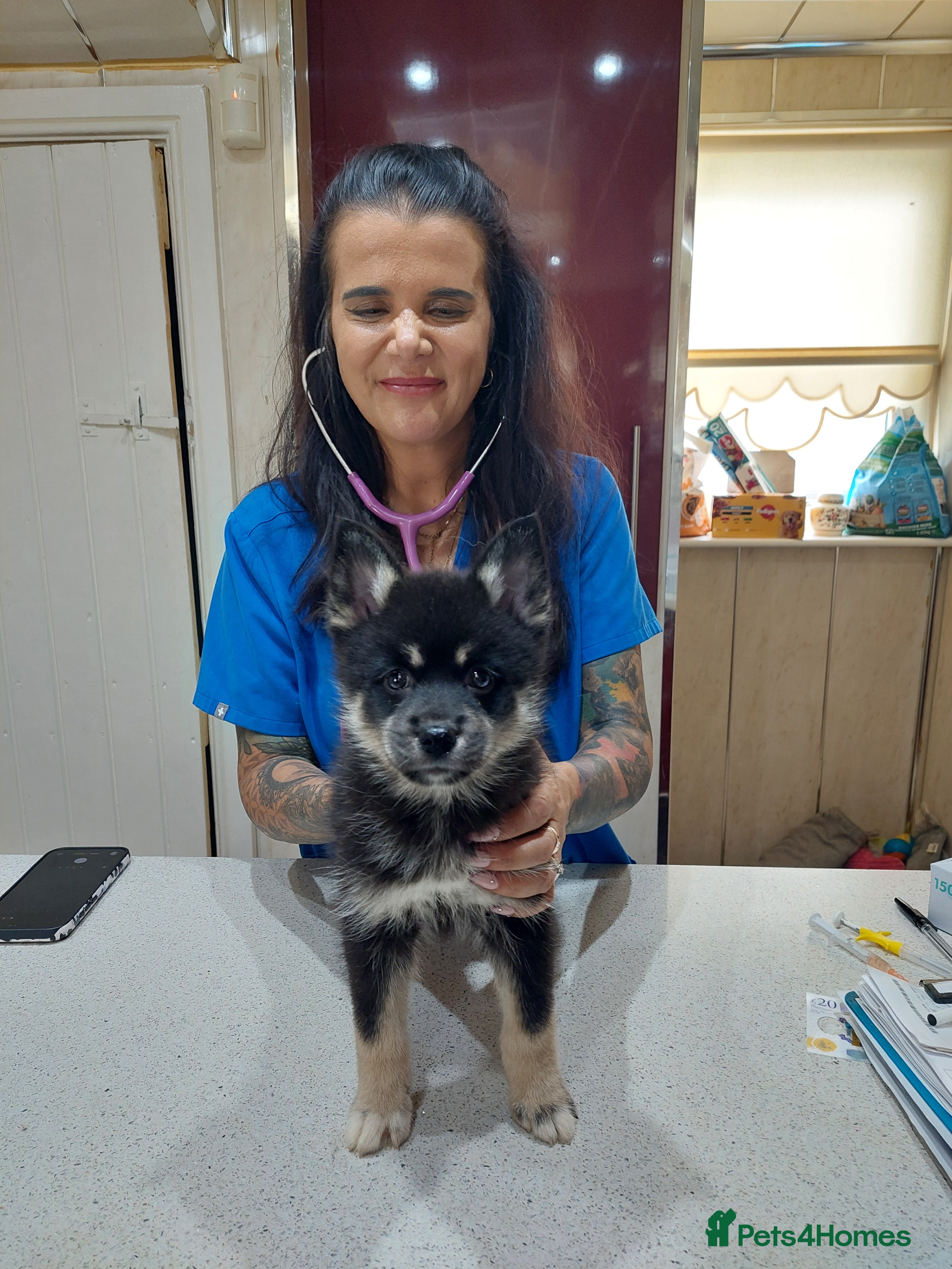 Pomsky dogs F3 pomsky puppy's for sale  - Advert 2