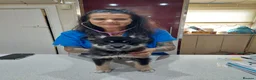 Pomsky dogs for sale: F3 pomsky puppy's for sale  - Advert 15