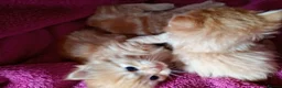 Maine Coon cats for sale: Maine coon cross  - Advert 6