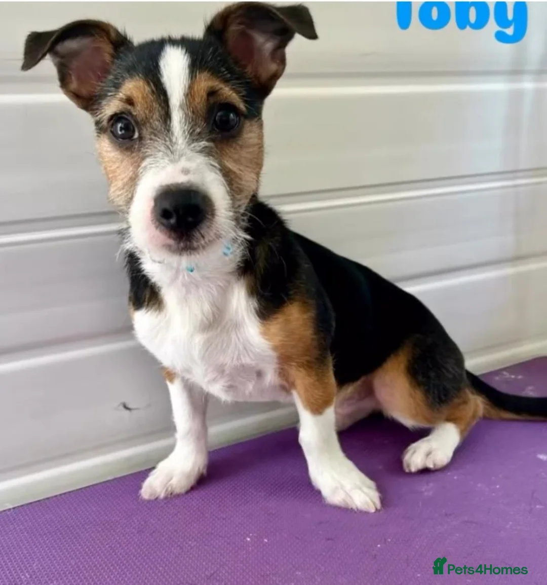 Jack Chi dogs for sale: Jack chi in Paignton - Advert 4