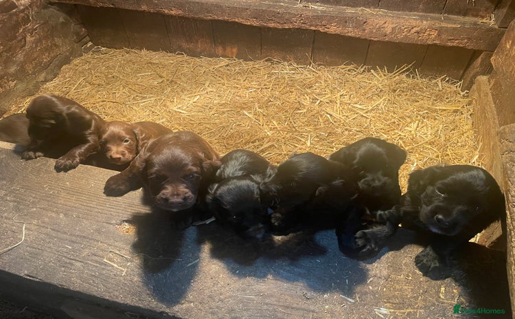 Cocker Spaniel dogs - Advert 9