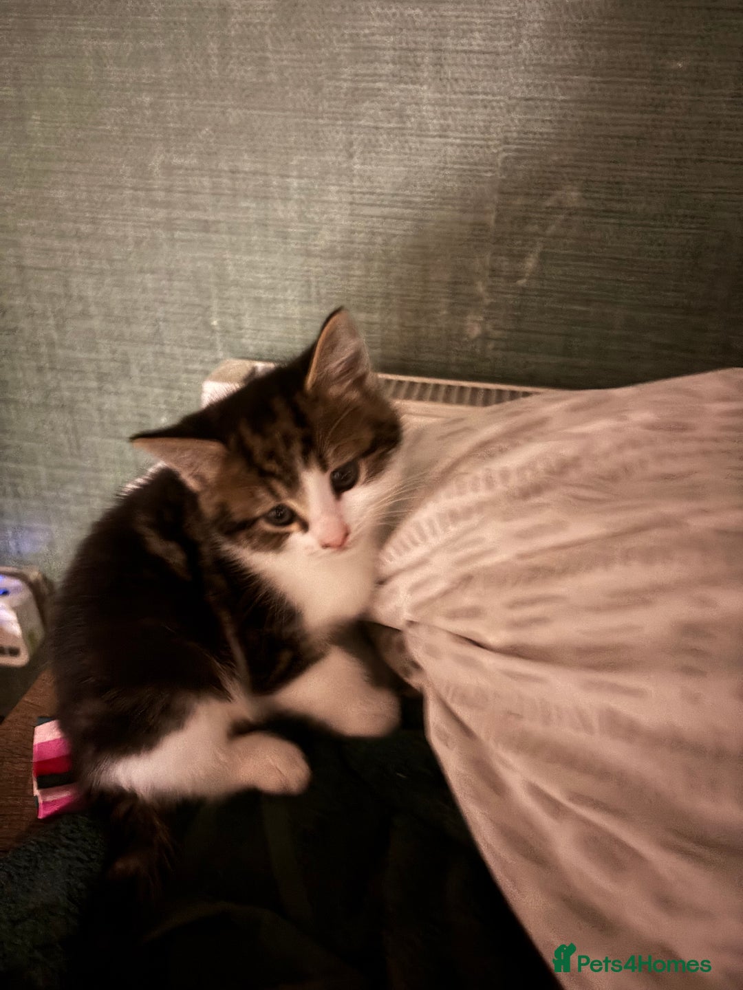 Mixed Breed cats for sale: Adorable male kittens for sale  - Advert 10