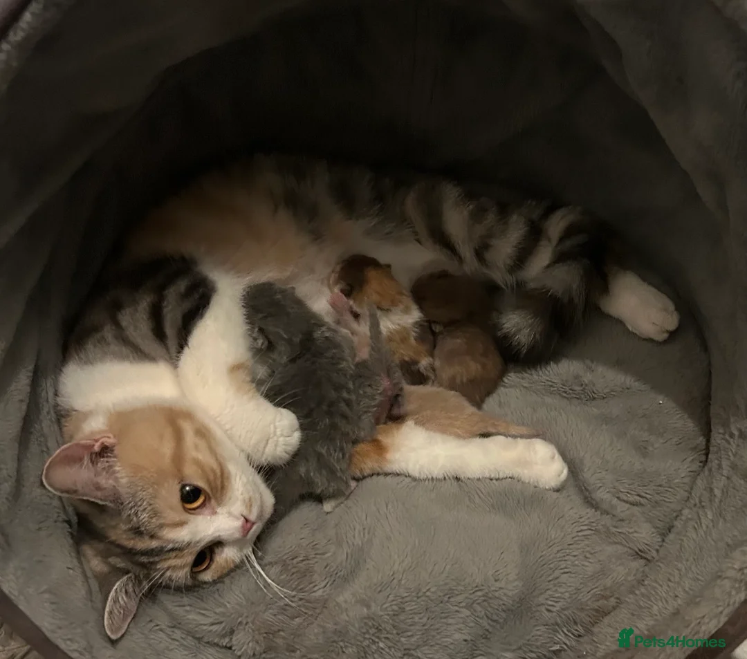 British Shorthair cats for sale: Beautiful British shorthair kitties  - Advert 23