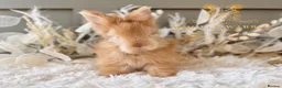 Angora rabbits for sale: BEAUTIFUL LITTER OF ANGORAS - Advert 28