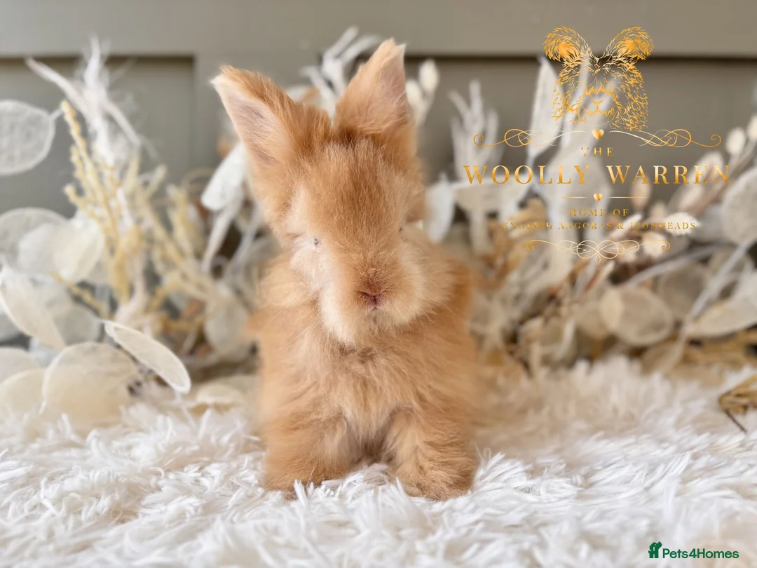 Angora rabbits for sale: BEAUTIFUL LITTER OF ANGORAS - Advert 28