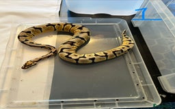 Python Snake reptiles for sale: Royal Pythons - Image 1