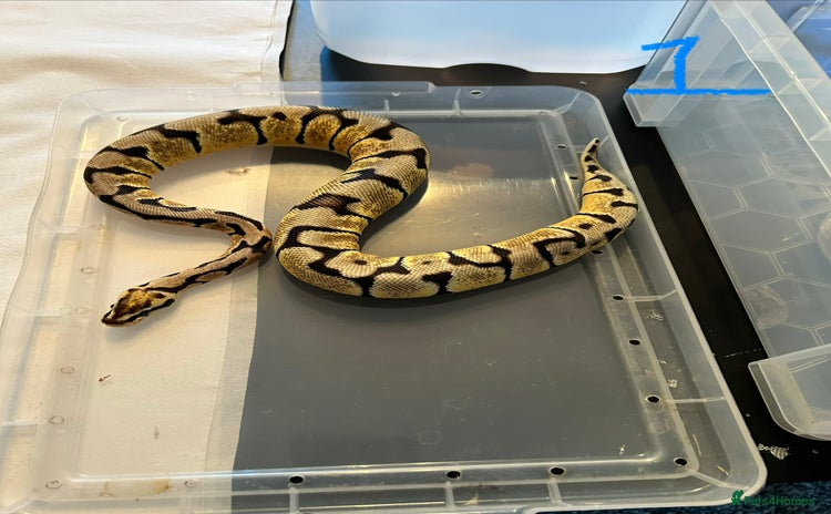Python Snake reptiles - Advert 12