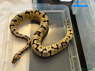 Python Snake reptiles - Advert 6