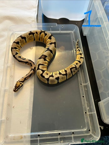 Python Snake reptiles - Advert 1