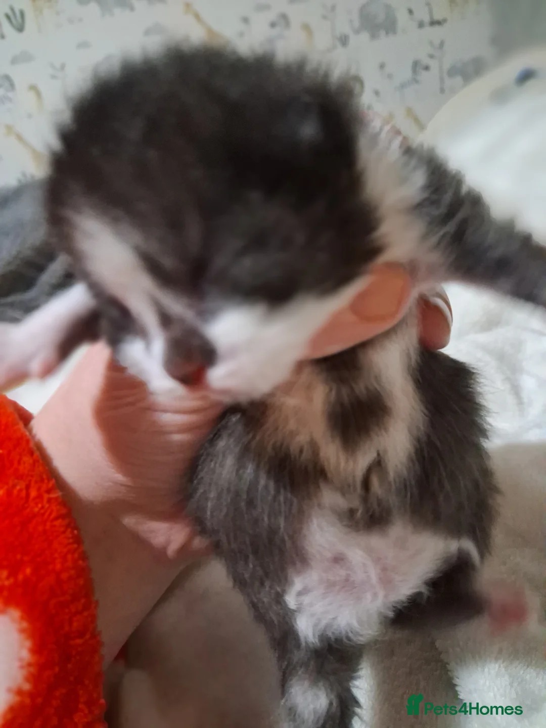 Mixed Breed cats for sale: Mixed kittens for sale  - Advert 6