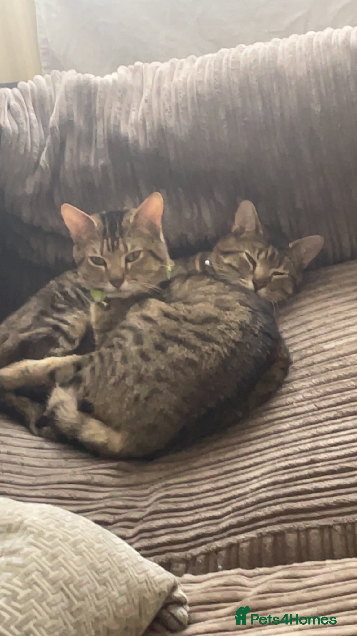 British Shorthair cats Two male cats available  - Advert 13