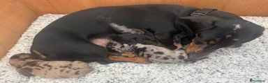 Miniature Dachshund 3
