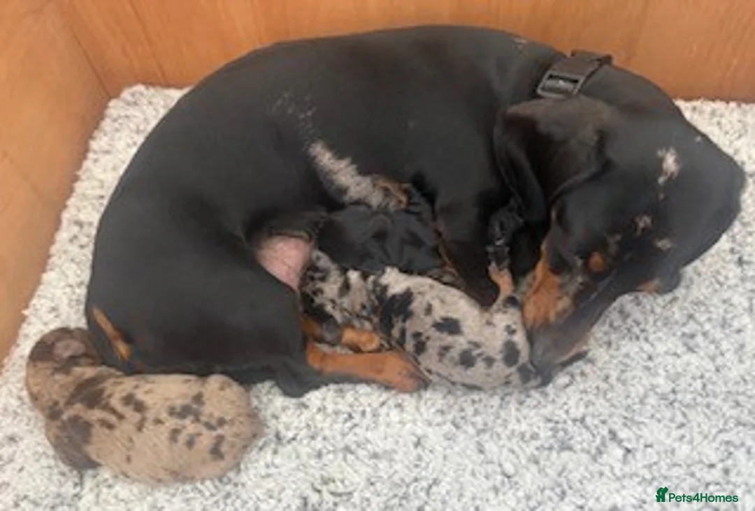 Miniature Dachshund dogs for sale: Adorable Miniature Dachshund Puppies in Llanelli - Advert 2