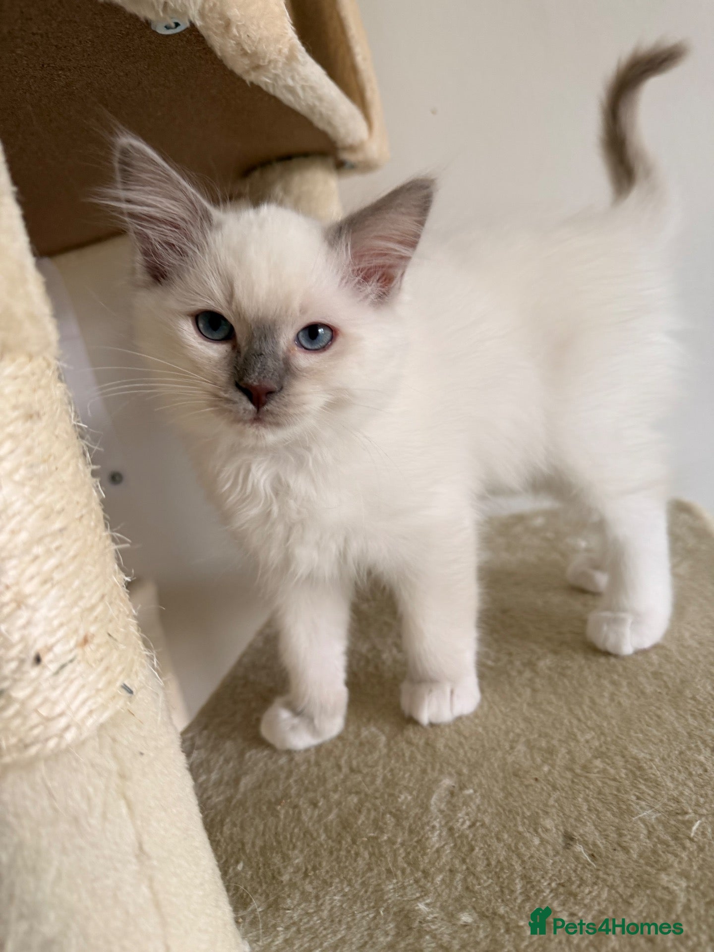 Ragdoll cats 💙 GCCF Lilac Male Ragdoll READY NOW 💙 - Advert 2