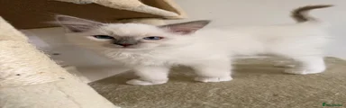 Milo