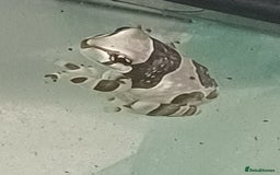 Frog reptiles for sale: Beautiful milk tree frogs  - Image 6