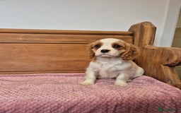 Cavalier King Charles Spaniel dogs for sale: Cavalier King Charles Spaniels - Image 5