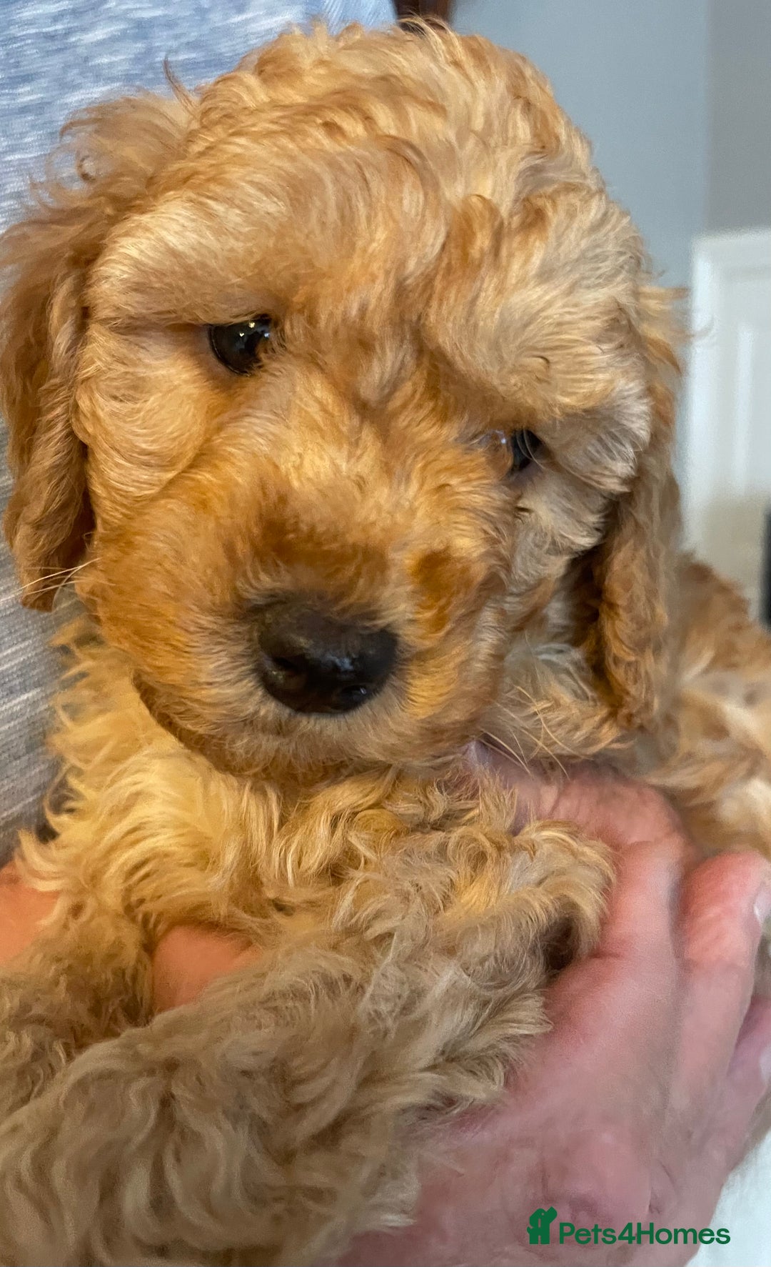 Cavapoo dogs for sale: Quality cavapoo puppies  - Image 8