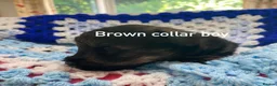Schnoodle dogs for sale: F1 Toy Schnoodles  - Advert 15