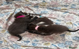 Ragdoll cats for sale: 2 kittens available 1 female, 1 male  - Image 10