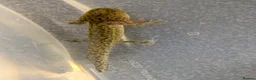 Axolotl reptiles for sale: Baby Axolotl  - Advert 7