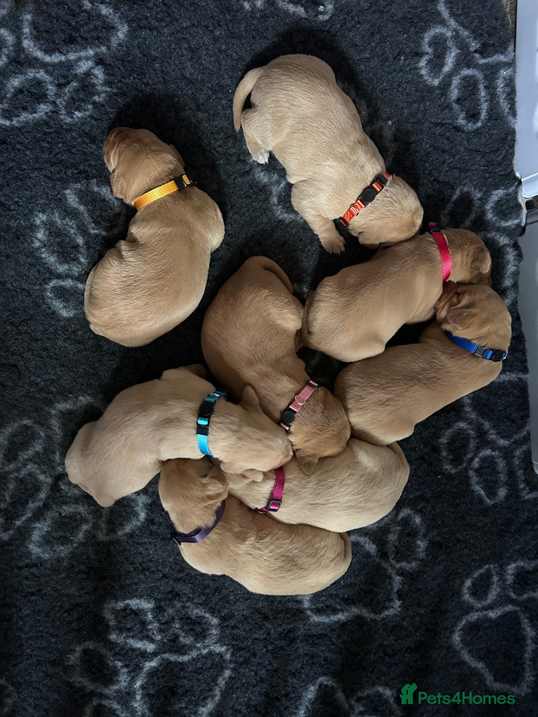 Labrador Retriever dogs for sale: Labrador Retriever Puppies KC reg - Advert 6