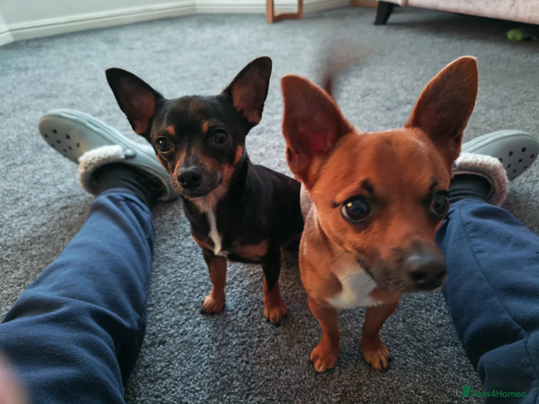 Chihuahua dogs for sale: 2 beautiful boys  - Advert 4