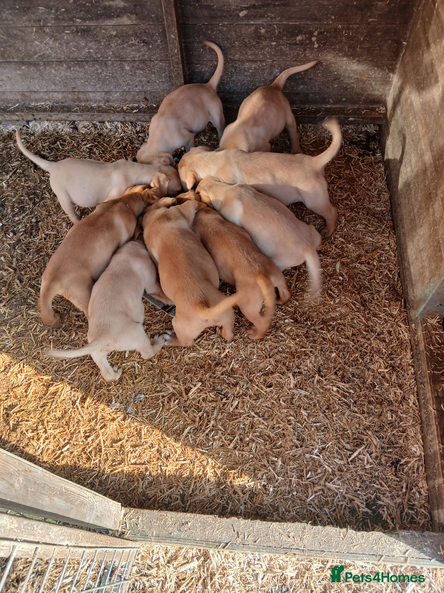 Labrador Retriever dogs for sale: Fabulous litter of golden and fox red lab puppies. - Advert 27