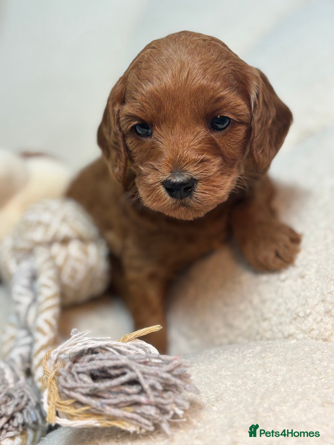 Goldendoodle dogs for sale: Red MINI Goldendoodle Puppies Hypoallergenic & DNA - Advert 22