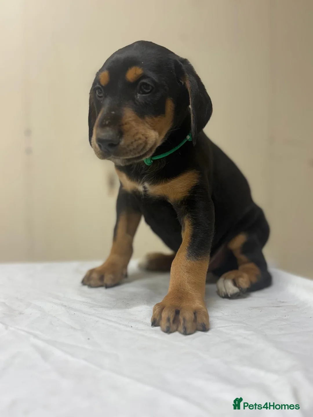 Mixed Breed dogs for sale: Lurcher x dobermen in Doncaster - Advert 5