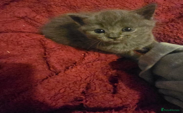 Ragdoll cats for sale - Advert 2