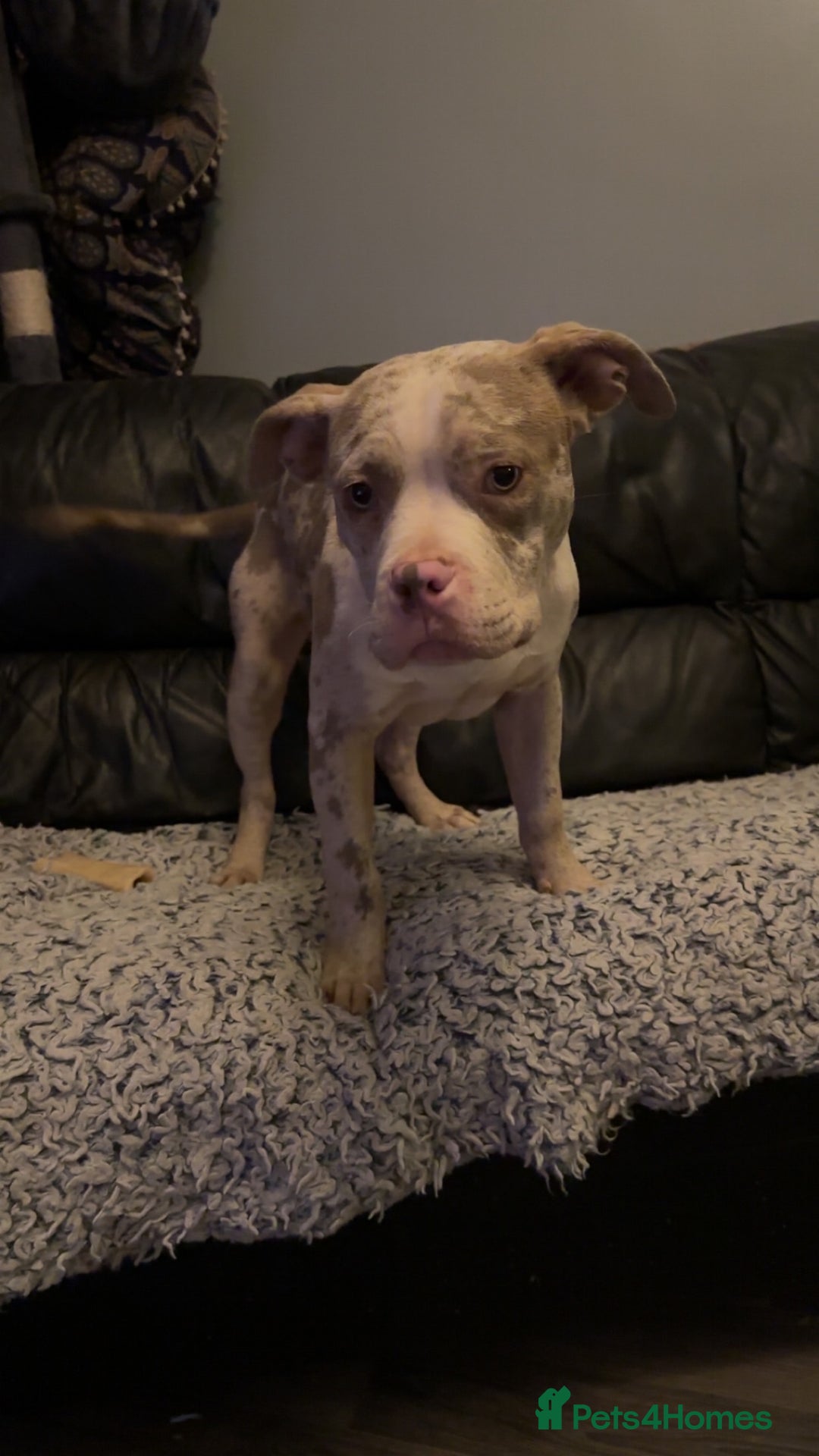 American Bully dogs for sale: Pocket bully pups  - Advert 4