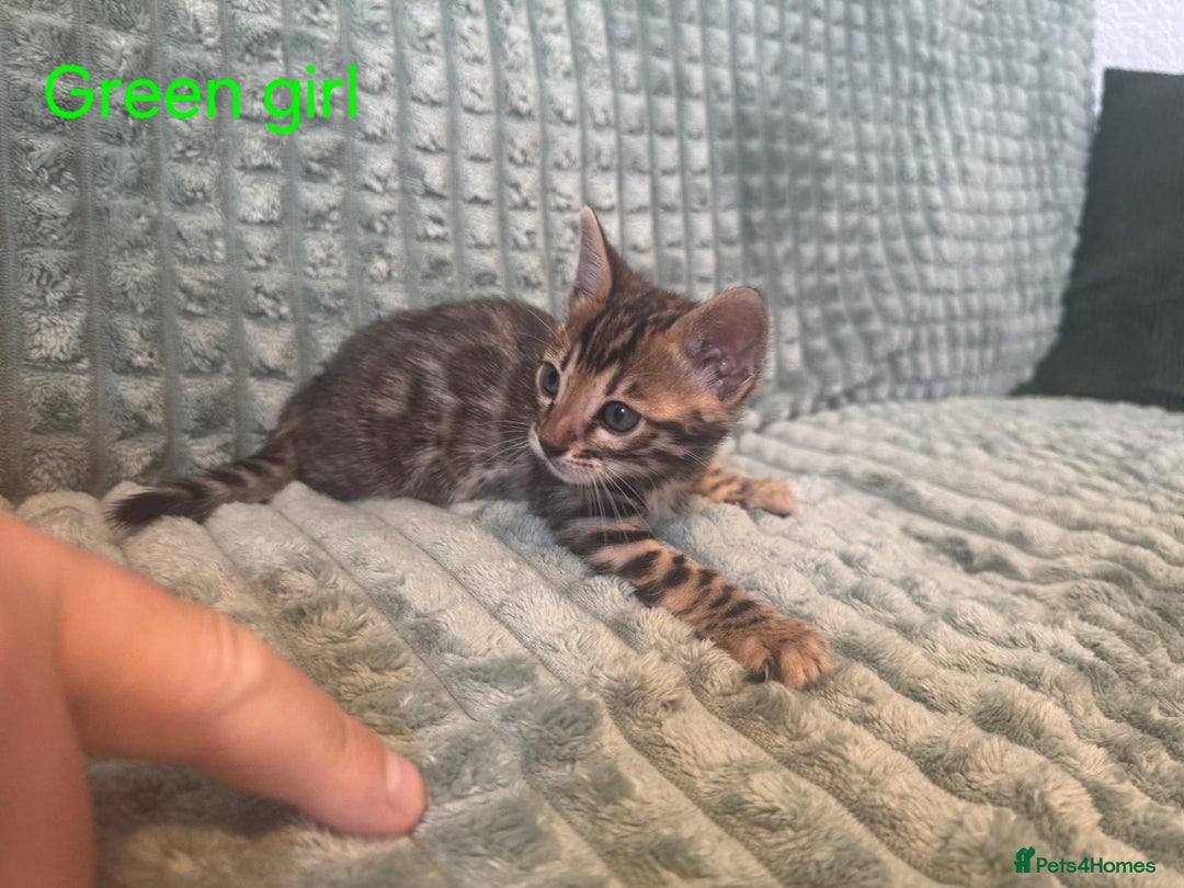 Bengal cats for sale: Pure bengal kittens  - Image 4